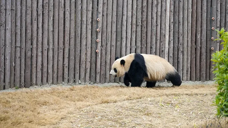Cover image for "Twin Survival: Why Wild Panda Mothers Usually Raise Only One Cub"