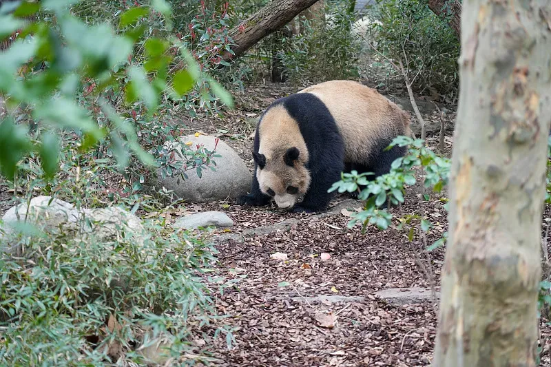 Cover image for Panda Doctor: How Pandas Get Their Health Checkups