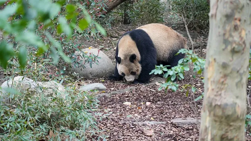 Cover image for "Panda Doctor: How Pandas Get Their Health Checkups"