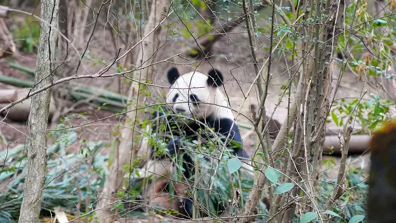 Cover image for "How to Build a Panda Mansion: Zoo Enclosure Design Secrets"