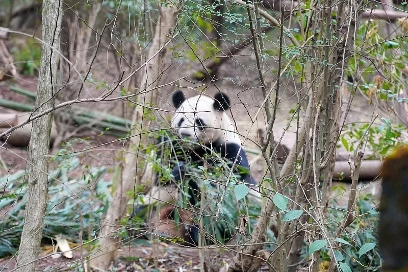 Cover image for How to Build a Panda Mansion: Zoo Enclosure Design Secrets