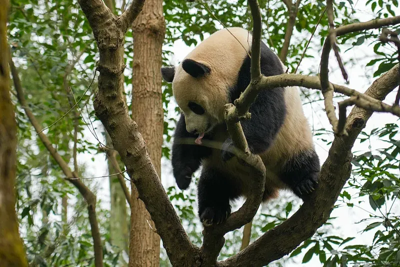 Cover image for Zoo Visit Manners: Why You Shouldn't Shout at Pandas