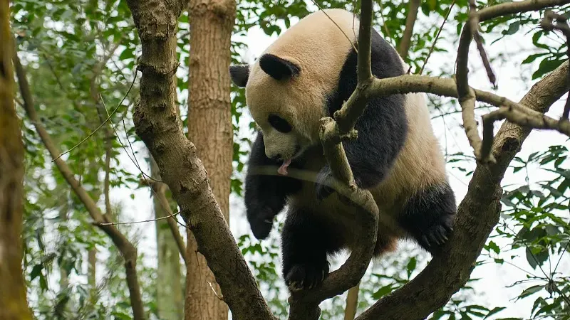 Cover image for "Zoo Visit Manners: Why You Shouldn't Shout at Pandas"