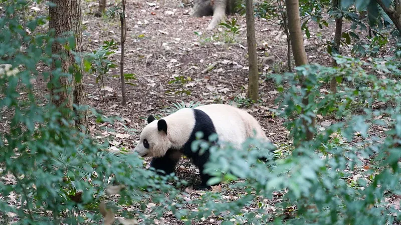 Cover image for "Join PandaCommon: Become a Citizen Scientist for Pandas"
