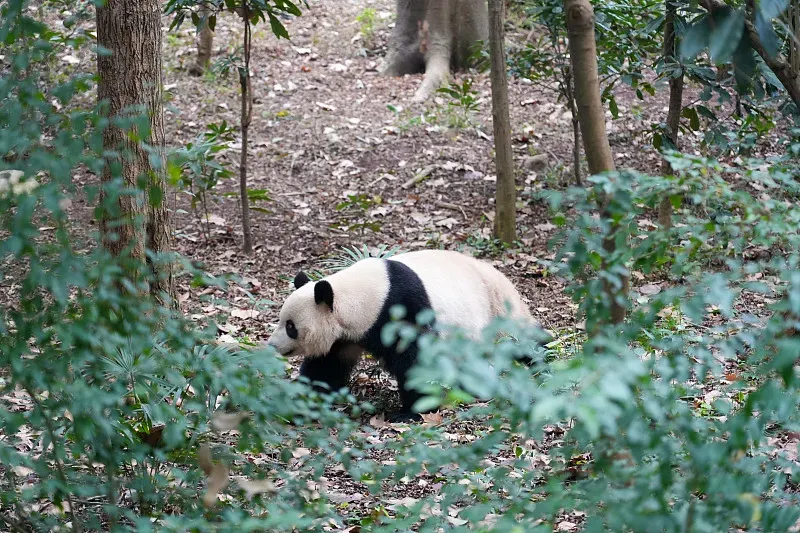 Cover image for Join PandaCommon: Become a Citizen Scientist for Pandas