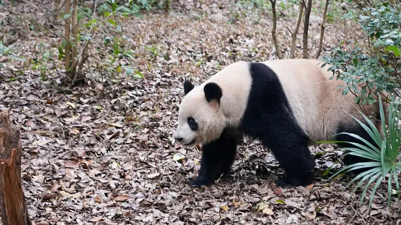 Cover image for "Our Data Methodology: How We Verify 762 Pandas Across 87 Locations"