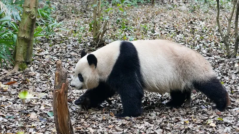 Cover image for "Pandas Born in America: Meet the ABC Panda Cubs"