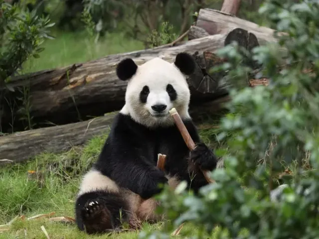 Cover image for Ping Ping and Fu Shuang: The 2026 Return of Giant Pandas to Atlanta