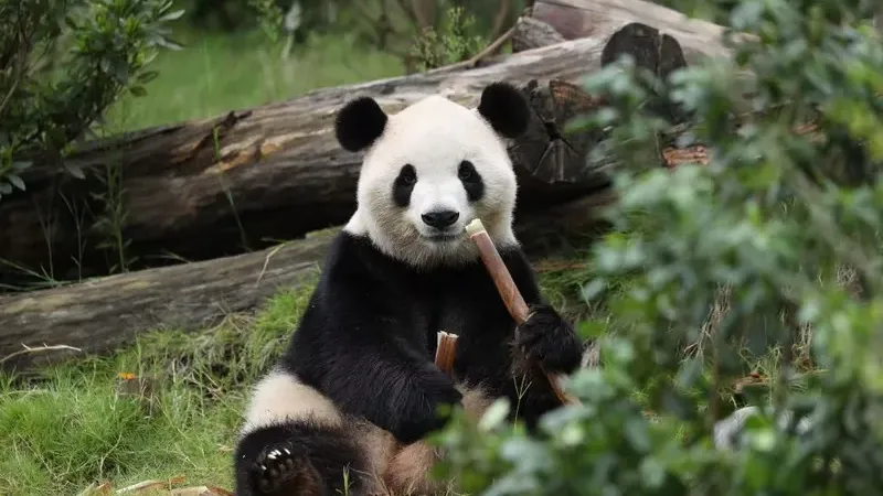 Cover image for "Ping Ping and Fu Shuang: The 2026 Return of Giant Pandas to Atlanta"