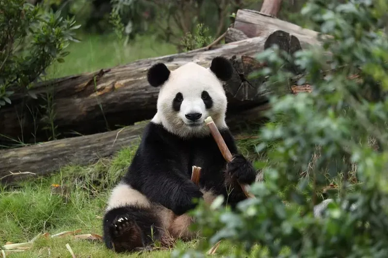 Cover image for Ping Ping and Fu Shuang: The 2026 Return of Giant Pandas to Atlanta