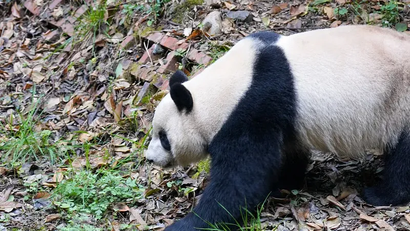 Cover image for "Red Panda vs Giant Panda: Are We Actually Related?"
