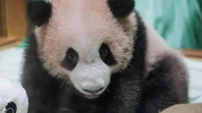 Cover image for "Rio: Indonesia's First Homegrown Giant Panda"