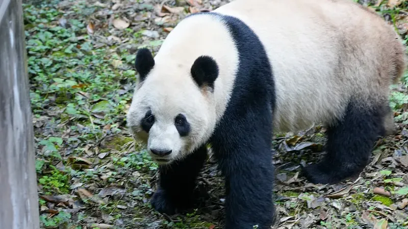 Cover image for "Ruth Harkness and Su Lin: The First Panda to Reach the Western World"