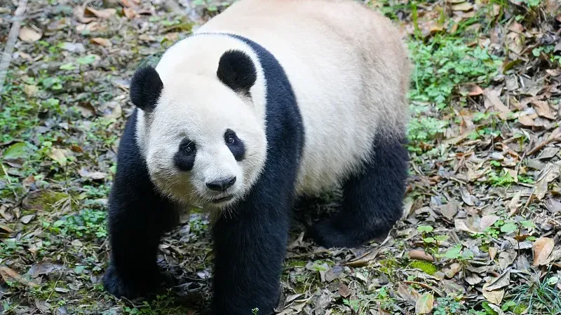 Cover image for "Vienna's Miracle: How Schönbrunn Zoo Achieves Natural Panda Mating"