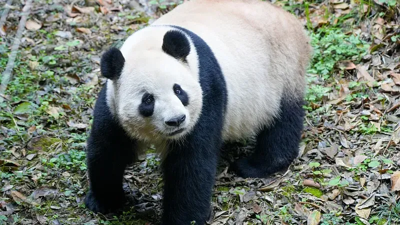 Cover image for "Caring for Senior Pandas: How 100-Year-Old Pandas Live Out Their Days"