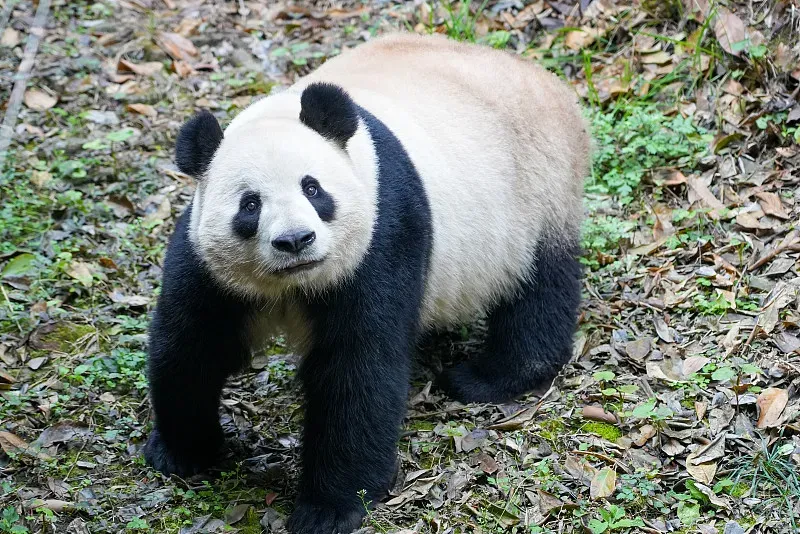 Cover image for Smithsonian's 50-Year Panda Story: From Ling-Ling to Xiao Qi Ji