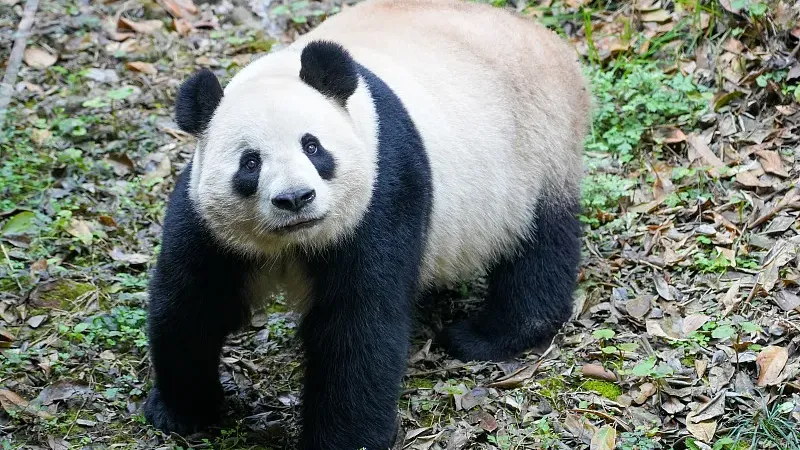 Cover image for "Smithsonian's 50-Year Panda Story: From Ling-Ling to Xiao Qi Ji"