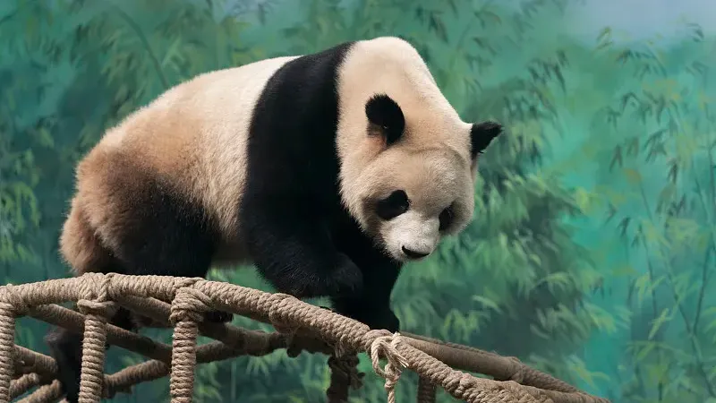 Cover image for "Japan's Panda Era: 54 Years of Ueno, Adventure World, and Kobe's Giant Pandas"