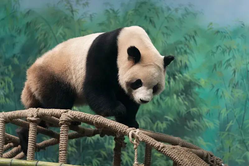 Cover image for Japan's Panda Era: 54 Years of Ueno, Adventure World, and Kobe's Giant Pandas