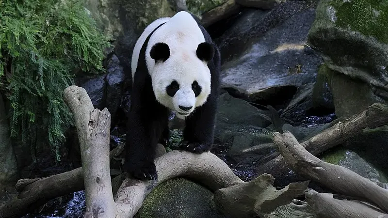 Cover image for "What Sound Does a Panda Make? The Complete Panda Sound Library & Meaning Decoder"