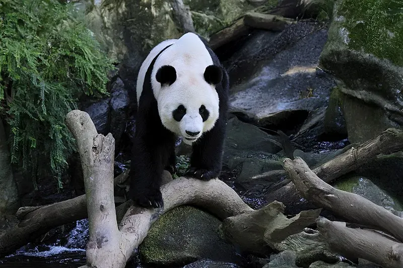 Cover image for What Sound Does a Panda Make? The Complete Panda Sound Library & Meaning Decoder
