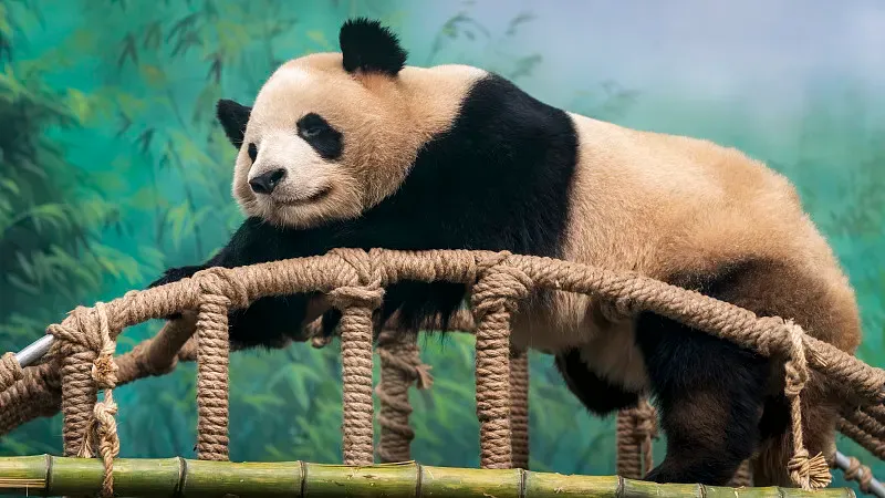 Cover image for Why Is Panda Milk Pink? The Magic of Mother Panda's First Milk