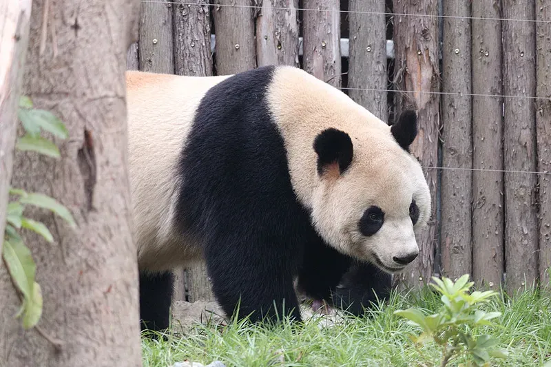 Cover image for My Home Is in the Deep Mountains: A Tour of Wild Panda Forests