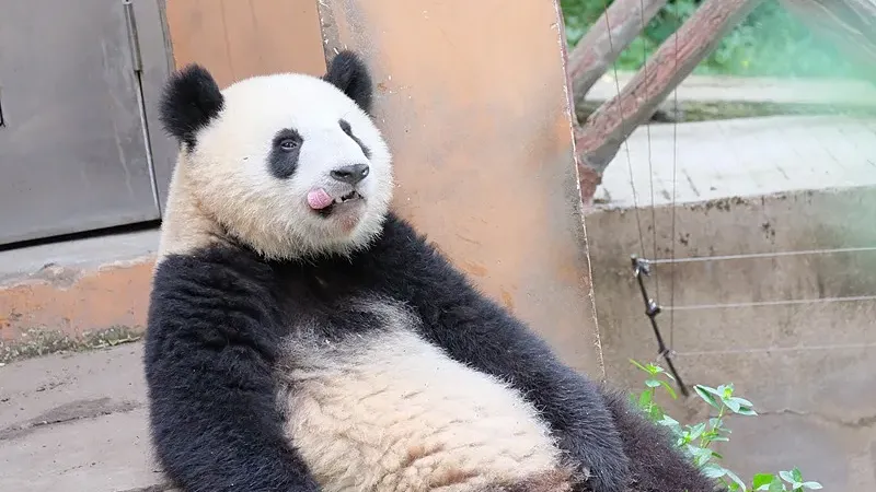 Cover image for "From WWF Logo to Olympic Mascot: How Panda Became the World's Strongest IP"