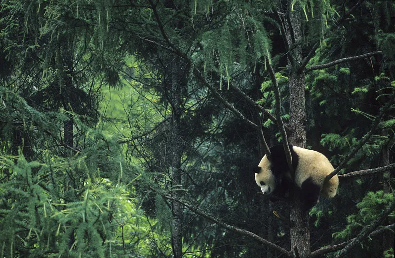 Cover image for "AI Face Recognition and Satellites: High-Tech Panda Protection"