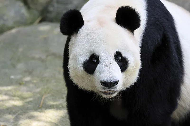 Cover image for The Bamboo Switch: How Giant Pandas Evolved From Carnivores to Plant-Eaters — a giant panda related article on Pandacommon