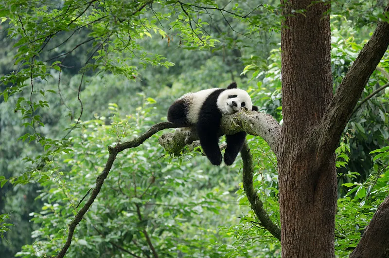 Cover image for "When Bamboo Flowers: The 1980s Crisis That Nearly Starved Wild Pandas"