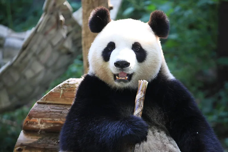 Cover image for "ZooParc de Beauval and Yuan Meng: France's Intimate Panda Love Affair"