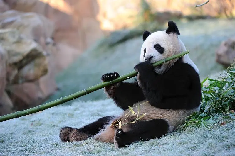 Cover image for "How to Become a Panda Keeper: More Than Just Shoveling Poo"