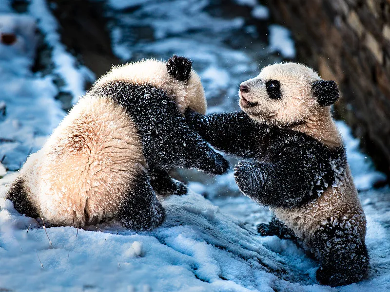 Cover image for "Meet the Berlin Twins: Meng Xiang and Meng Yuan's German Adventures"