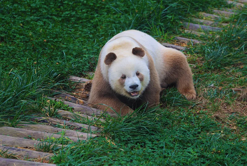 Cover image for "Bifengxia Base: The First Stop for Every Returning Overseas Panda"