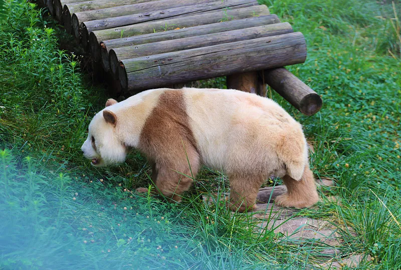 Cover image for "Why Are Pandas Black and White? Camouflage and Social Communication"