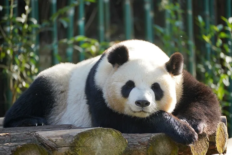 Cover image for "Brown Pandas: Unlocking the Genetic Mystery of Qi Zai"