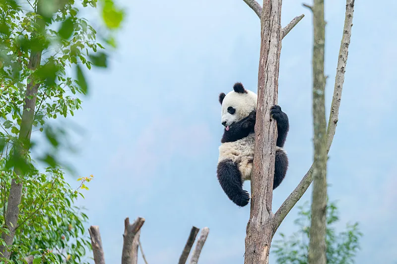 Cover image for "Chengdu's Fan Economy: How One Panda Fuels an Entire City's Tourism"