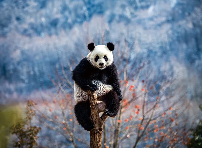 Cover image for "Chiang Mai's Panda Memory: The 20-Year Love Story of Chuang Chuang and Lin Hui"