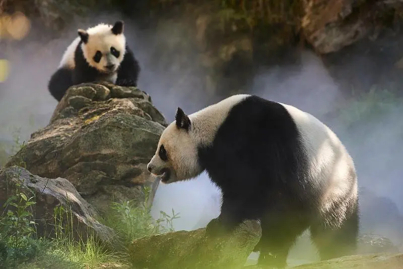 Cover image for "China's Wildlife Protection Law: The Legal Shield for Giant Pandas"