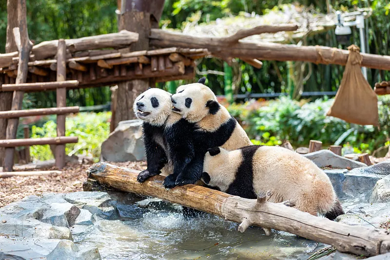 Cover image for "Design Your Very Own Panda Mascot"