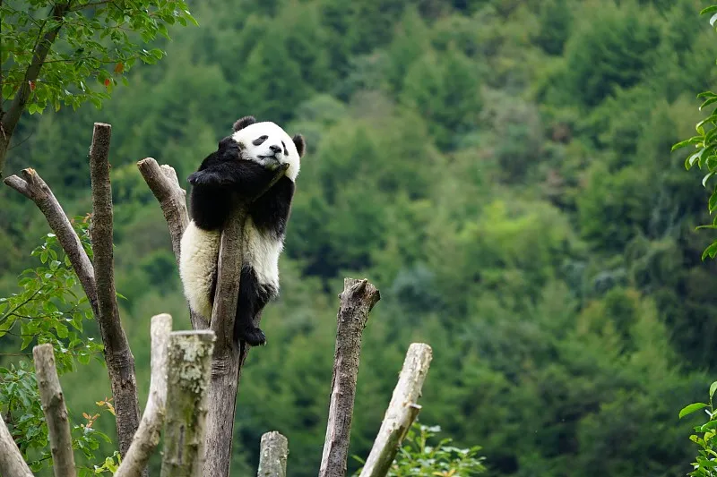 Cover image for "Edinburgh's Farewell: Tian Tian and Yang Guang's 12-Year UK Journey"