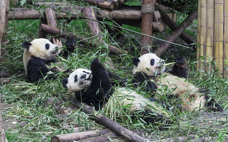 Cover image for "Feeding Pandas Across Europe: The Transnational Bamboo Supply Chain"
