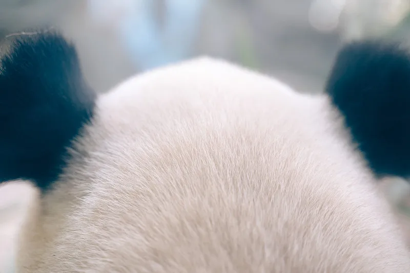 Cover image for "K-Panda Fever: How Everland Turned Fu Bao Into a Korean National Icon"