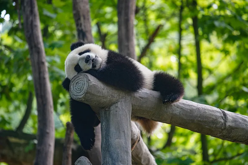 Cover image for "10 Quirky Panda Habits Kids Always Ask About"