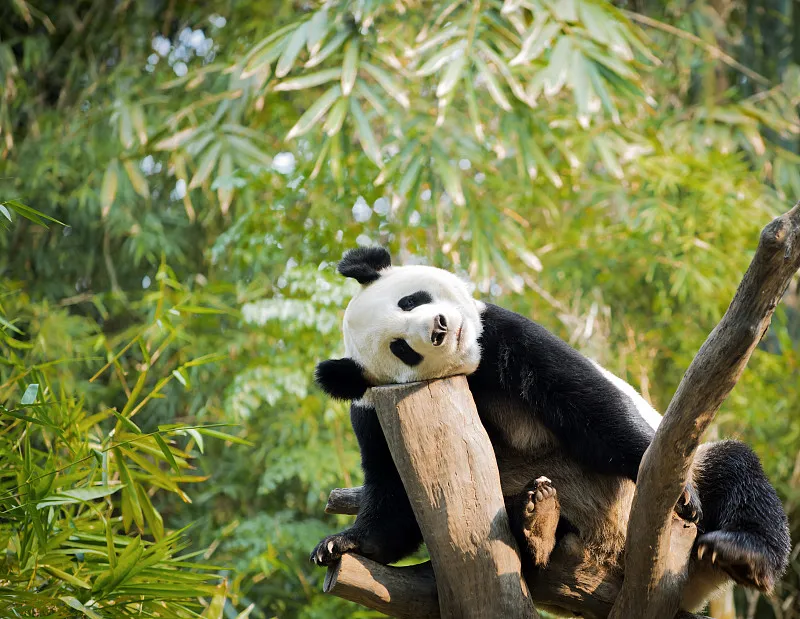 Cover image for "China's Giant Panda National Park: The Six Mountain Range Habitats"
