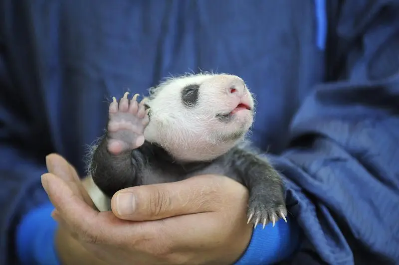 Cover image for "The International Studbook: How Big Data Prevents Panda Inbreeding"