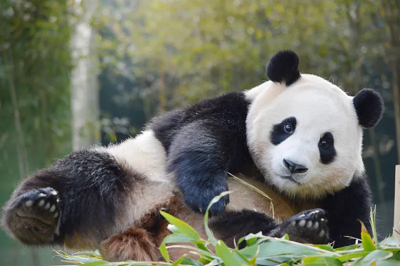 Cover image for "Global Panda Distribution Index: A 58-Location Spatiotemporal Report"