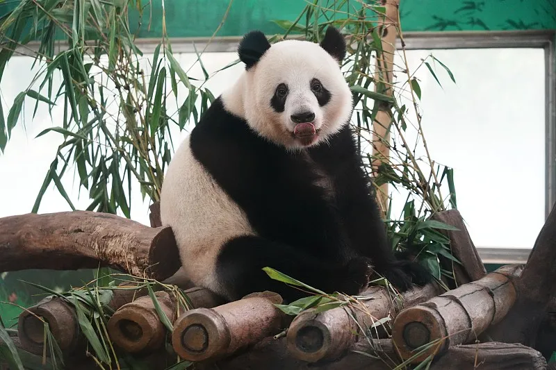 Cover image for "Do German Pandas Eat Sausages? Global Panda Snack Guide"