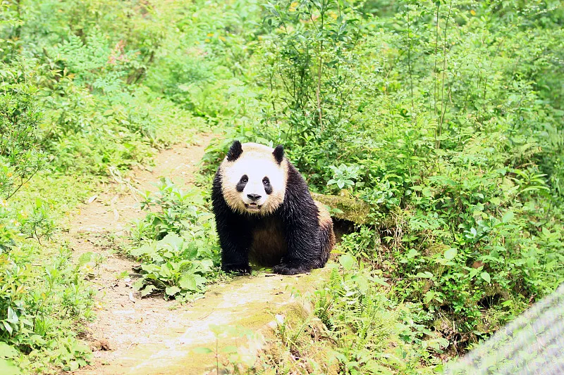 Cover image for "Global Panda Map: Where Can You See Pandas Around the World?"